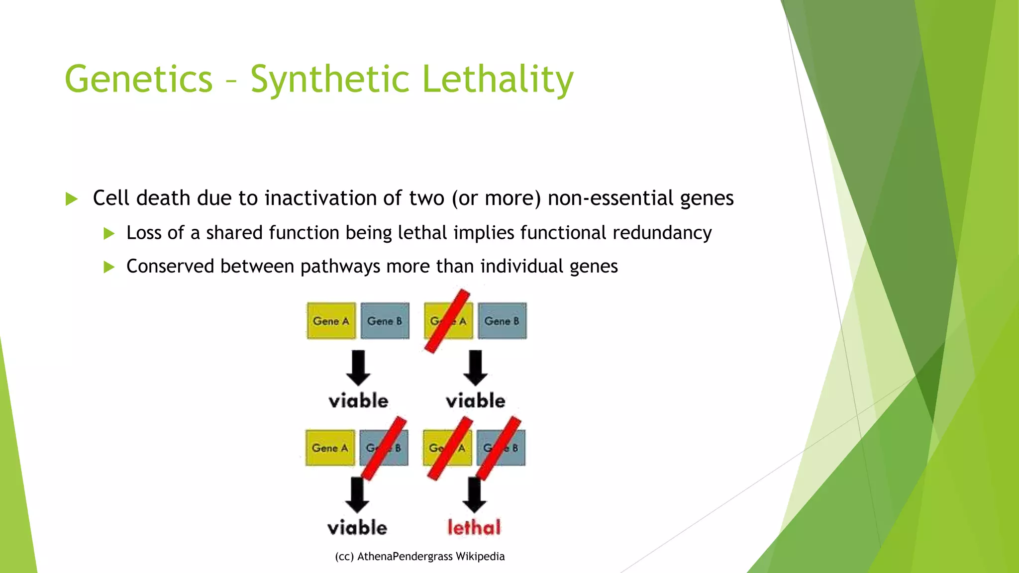 Genetics – Synthetic Lethality
 Cell death due to inactivation of two (or more) non-essential genes
 Loss of a shared function being lethal implies functional redundancy
 Conserved between pathways more than individual genes
(cc) AthenaPendergrass Wikipedia
 