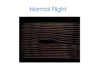Normal Flight

 