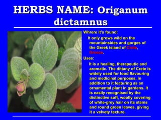 HERBS NAME: Origanum
     dictamnus
          Whrere it’s found:
            It only grows wild on the
             mountainsides and gorges of
             the Greek island of Crete,
             Greece.
          Uses:
             It is a healing, therapeutic and
             aromatic. The dittany of Crete is
             widely used for food flavouring
             and medicinal purposes, in
             addition to it featuring as an
             ornamental plant in gardens. It
             is easily recognised by the
             distinctive soft, woolly covering
             of white-grey hair on its stems
             and round green leaves, giving
             it a velvety texture.
 