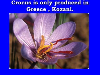 Crocus is only produced in
    Greece , Kozani.
 