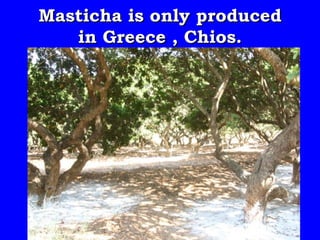 Masticha is only produced
   in Greece , Chios.
 