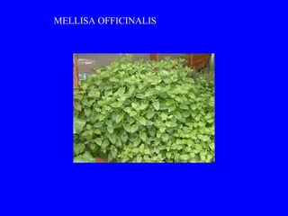 MELLISA OFFICINALIS
 