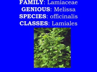 FAMILY: Lamiaceae
 GENIOUS: Melissa
SPECIES: officinalis
CLASSES: Lamiales
 