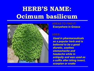 HERB’S NAME:
Ocimum basilicum
         AREAS TO FIND IT:
         Everywhere in Greece

         USES:
         Used in pharmaceuticals
         as a popular herb and is
         believed to be a good
         diuretic, soothes
         stomachache and
         headache while in
         antiquity and was used as
         a suffix after biting insect,
         scorpion or snake
 