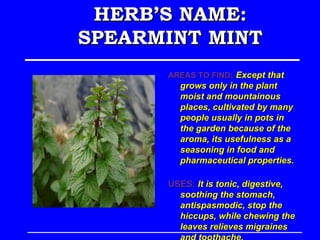 HERB’S NAME:
SPEARMINT MINT
      AREAS TO FIND: Except that
        grows only in the plant
        moist and mountainous
        places, cultivated by many
        people usually in pots in
        the garden because of the
        aroma, its usefulness as a
        seasoning in food and
        pharmaceutical properties.

      USES: It is tonic, digestive,
        soothing the stomach,
        antispasmodic, stop the
        hiccups, while chewing the
        leaves relieves migraines
 