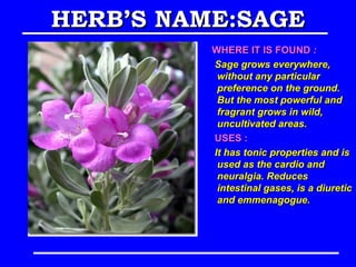 HERB’S NAME:SAGE
          WHERE IT IS FOUND :
          Sage grows everywhere,
           without any particular
           preference on the ground.
           But the most powerful and
           fragrant grows in wild,
           uncultivated areas.
          USES :
          It has tonic properties and is
           used as the cardio and
           neuralgia. Reduces
           intestinal gases, is a diuretic
           and emmenagogue.
 