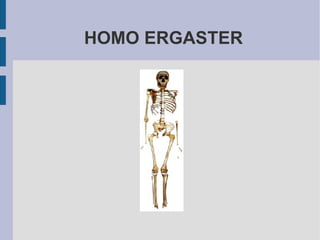 HOMO ERGASTER 