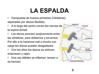 6
LA ESPALDA
• Compuesta de huesos primarios (Vértebras)
separadas por discos flexibles.
• A lo largo del centro corren los nervios de
la espina dorsal.
• Los discos proveen acojinamiento entre
las vértebras, para doblarnos y torcernos.
Por ello si lo hacemos mal o mucho con
carga los discos pueden desgastarse.
• Con los años los discos se achican,
endurecen y rajan.
• Una vez débiles se inflaman, tensan o
se hernian.
 