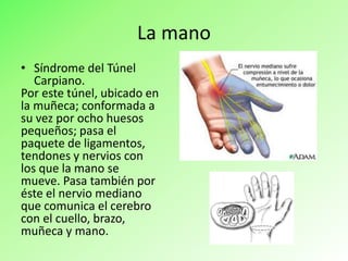La mano
• Síndrome del Túnel
Carpiano.
Por este túnel, ubicado en
la muñeca; conformada a
su vez por ocho huesos
pequeños; pasa el
paquete de ligamentos,
tendones y nervios con
los que la mano se
mueve. Pasa también por
éste el nervio mediano
que comunica el cerebro
con el cuello, brazo,
muñeca y mano.
 