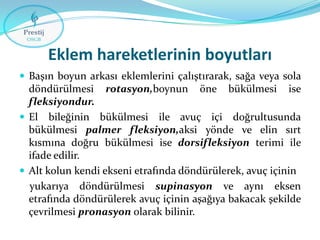 Eklem hareketlerinin boyutları
 Başın boyun arkası eklemlerini çalıştırarak, sağa veya sola

döndürülmesi rotasyon,boynun öne bükülmesi ise
fleksiyondur.
 El bileğinin bükülmesi ile avuç içi doğrultusunda
bükülmesi palmer fleksiyon,aksi yönde ve elin sırt
kısmına doğru bükülmesi ise dorsifleksiyon terimi ile
ifade edilir.
 Alt kolun kendi ekseni etrafında döndürülerek, avuç içinin
yukarıya döndürülmesi supinasyon ve aynı eksen
etrafında döndürülerek avuç içinin aşağıya bakacak şekilde
çevrilmesi pronasyon olarak bilinir.

 