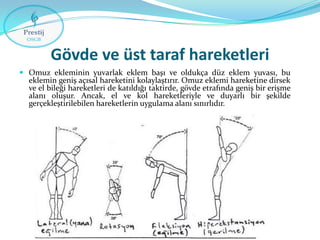 Gövde ve üst taraf hareketleri
 Omuz ekleminin yuvarlak eklem başı ve oldukça düz eklem yuvası, bu

eklemin geniş açısal hareketini kolaylaştırır. Omuz eklemi hareketine dirsek
ve el bileği hareketleri de katıldığı taktirde, gövde etrafında geniş bir erişme
alanı oluşur. Ancak, el ve kol hareketleriyle ve duyarlı bir şekilde
gerçekleştirilebilen hareketlerin uygulama alanı sınırlıdır.

 