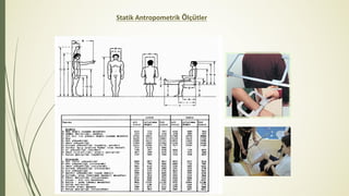 Statik Antropometrik Ölçütler
 