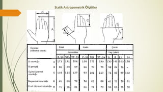 Statik Antropometrik Ölçütler
 