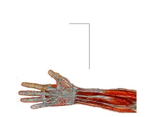 MÚSCULOS: Material flexible, elástico y contráctil.  Contienen mucha sangre.  LIGAMENTOS: Material poco elástico que sirve para la unión hueso MÚSCULOS: Material flexible, elástico y contráctil.  Contienen mucha sangre. LIGAMENTOS: Material poco elástico que sirve para la unión hueso 