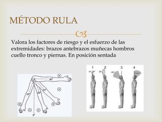 MÉTODO RULA
                         
Valora los factores de riesgo y el esfuerzo de las
extremidades: brazos antebrazos muñecas hombros
cuello tronco y piernas. En posición sentada
 