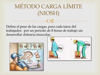 MÉTODO CARGA LÍMITE
          (NIOSH)
                           
Define el peso de las cargas, para cada tarea del
trabajador, por un periodo de 8 horas de trabajo sin
desarrollar dolencia muscular.
 