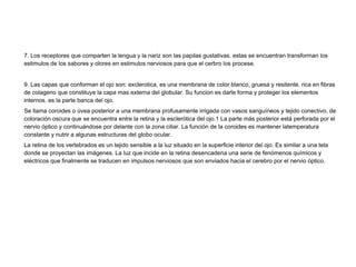 7. Los receptores que comparten la lengua y la nariz son las papilas gustativas. estas se encuentran transforman los
estimulos de los sabores y olores en estimulos nerviosos para que el cerbro los procese.
9. Las capas que conforman el ojo son: exclerotica, es una membrana de color blanco, gruesa y resitente. rica en fibras
de colageno que constituye la capa mas externa del globular. Su funcion es darle forma y proteger los elementos
internos. es la parte banca del ojo.
Se llama coroides o úvea posterior a una membrana profusamente irrigada con vasos sanguíneos y tejido conectivo, de
coloración oscura que se encuentra entre la retina y la esclerótica del ojo.1 La parte más posterior está perforada por el
nervio óptico y continuándose por delante con la zona ciliar. La función de la coroides es mantener latemperatura
constante y nutrir a algunas estructuras del globo ocular.
La retina de los vertebrados es un tejido sensible a la luz situado en la superficie interior del ojo. Es similar a una tela
donde se proyectan las imágenes. La luz que incide en la retina desencadena una serie de fenómenos químicos y
eléctricos que finalmente se traducen en impulsos nerviosos que son enviados hacia el cerebro por el nervio óptico.
 