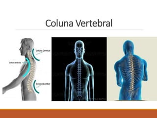Coluna Vertebral
 
