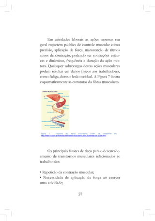 57
Em atividades laborais as ações motoras em
geral requerem padrões de controle muscular como
precisão, aplicação de força, manutenção de ritmos
ativos de contração, podendo ser contrações estáti-
cas e dinâmicas, frequência e duração da ação mo-
tora. Quaisquer sobrecargas destas ações musculares
podem resultar em danos físicos aos trabalhadores,
como fadiga, dores e lesão tecidual. A Figura 7 ilustra
esquematicamente as estruturas da fibras musculares.
Os principais fatores de risco para o desencade-
amento de transtornos musculares relacionados ao
trabalho são:
• Repetição da contração muscular;
• Necessidade de aplicação de força ao exercer
uma atividade;
 