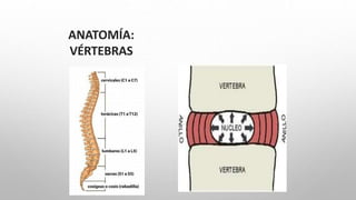ANATOMÍA:
VÉRTEBRAS
 