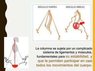 La columna se sujeta por un complicado
sistema de ligamentos y músculos,
fundamentales para su estabilidad, y
que le permiten participar en casi
todos los movimientos del cuerpo.
 