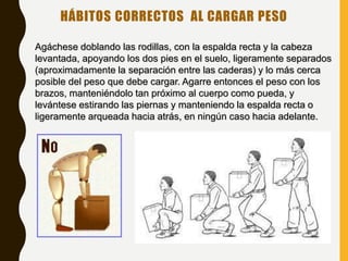 Agáchese doblando las rodillas, con la espalda recta y la cabeza
levantada, apoyando los dos pies en el suelo, ligeramente separados
(aproximadamente la separación entre las caderas) y lo más cerca
posible del peso que debe cargar. Agarre entonces el peso con los
brazos, manteniéndolo tan próximo al cuerpo como pueda, y
levántese estirando las piernas y manteniendo la espalda recta o
ligeramente arqueada hacia atrás, en ningún caso hacia adelante.
HÁBITOS CORRECTOS AL CARGAR PESO
 