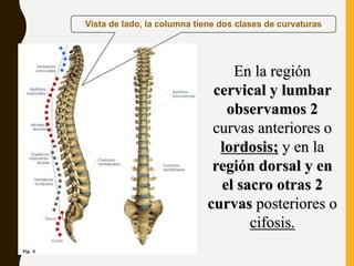 Vista de lado, la columna tiene dos clases de curvaturas
En la región
cervical y lumbar
observamos 2
curvas anteriores o
lordosis; y en la
región dorsal y en
el sacro otras 2
curvas posteriores o
cifosis.
 