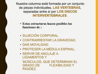 Nuestra columna está formada por un conjunto
de piezas individuales, LAS VERTEBRAS,
separadas entre sí por LOS DISCOS
INTERVERTEBRALES.
• Estas estructuras hacen posibles las
funciones de :
• SUJECIÓN CORPORAL.
• CONTRARRESTAR LA GRAVEDAD.
• DAR MOVILIDAD.
• PROTEGER LA MÉDULA ESPINAL.
• SERVIR DE ANCLAJE A
LIGAMENTOS Y
MÚSCULOS, QUE DETERMINAN EL
GRADO DE FLEXIBILIDAD Y
RIGIDEZ.
 
