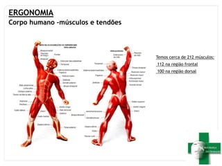 ERGONOMIA
Corpo humano –músculos e tendões
Temos cerca de 212 músculos:
112 na região frontal
100 na região dorsal
 