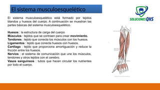 02/19/2025 11
El sistema musculoesquelético
El sistema musculoesquelético está formado por tejidos
blandos y huesos del cuerpo. A continuación se muestran las
partes básicas del sistema musculoesquelético.
Huesos : la estructura de carga del cuerpo.
Músculos : tejidos que se contraen para crear movimiento.
Tendones : tejido que conecta los músculos con los huesos.
Ligamentos : tejido que conecta huesos con huesos.
Cartílago : tejido que proporciona amortiguación y reduce la
fricción entre los huesos.
Nervios : el sistema de comunicación que une los músculos,
tendones y otros tejidos con el cerebro.
Vasos sanguíneos : tubos que hacen circular los nutrientes
por todo el cuerpo.
 