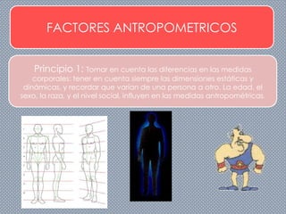 FACTORES ANTROPOMETRICOS
Principio 1: Tomar en cuenta las diferencias en las medidas
corporales: tener en cuenta siempre las dimensiones estáticas y
dinámicas, y recordar que varían de una persona a otro. La edad, el
sexo, la raza, y el nivel social, influyen en las medidas antropométricas.
 