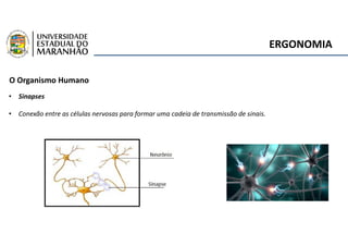 ERGONOMIA
O Organismo Humano
• Sinapses
• Conexão entre as células nervosas para formar uma cadeia de transmissão de sinais.
 