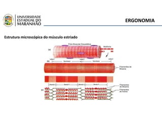 ERGONOMIA
Estrutura microscópica do músculo estriado
 