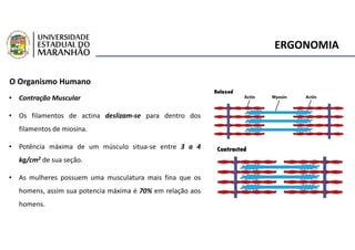 ERGONOMIA
O Organismo Humano
• Contração Muscular
• Os filamentos de actina deslizam-se para dentro dos
filamentos de miosina.
• Potência máxima de um músculo situa-se entre 3 a 4
kg/cm2 de sua seção.
• As mulheres possuem uma musculatura mais fina que os
homens, assim sua potencia máxima é 70% em relação aos
homens.
 