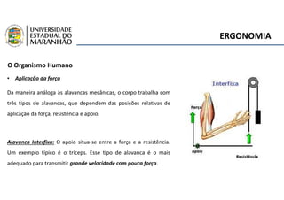 ERGONOMIA
O Organismo Humano
• Aplicação da força
Da maneira análoga às alavancas mecânicas, o corpo trabalha com
três tipos de alavancas, que dependem das posições relativas de
aplicação da força, resistência e apoio.
Alavanca Interfixa: O apoio situa-se entre a força e a resistência.
Um exemplo típico é o tríceps. Esse tipo de alavanca é o mais
adequado para transmitir grande velocidade com pouca força.
 