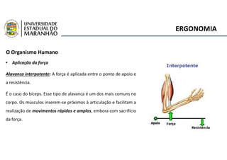 ERGONOMIA
O Organismo Humano
• Aplicação da força
Alavanca interpotente: A força é aplicada entre o ponto de apoio e
a resistência.
É o caso do bíceps. Esse tipo de alavanca é um dos mais comuns no
corpo. Os músculos inserem-se próximos à articulação e facilitam a
realização de movimentos rápidos e amplos, embora com sacrifício
da força.
 