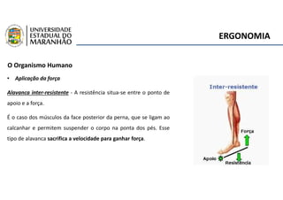 ERGONOMIA
O Organismo Humano
• Aplicação da força
Alavanca inter-resistente - A resistência situa-se entre o ponto de
apoio e a força.
É o caso dos músculos da face posterior da perna, que se ligam ao
calcanhar e permitem suspender o corpo na ponta dos pés. Esse
tipo de alavanca sacrifica a velocidade para ganhar força.
 