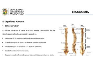 ERGONOMIA
O Organismo Humano
• Coluna Vertebral
A coluna vertebral é uma estrutura óssea constituída de 33
vértebras empilhadas, uma sobre as outras.
• 7 vértebras se localizam no pescoço e se chamam cervicais;
• 12 estão na região do tórax e se chamam torácicas ou dorsais;
• 5 estão na região no abdômen e se chamam lombares;
• 5 estão fundidas e formam o sacro;
• 4 da extremidade inferior são pouco desenvolvidas e constituem o cóccix.
 