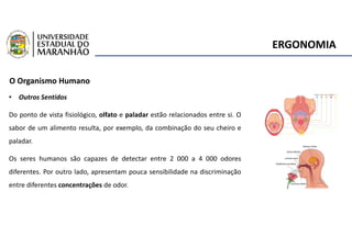 ERGONOMIA
O Organismo Humano
• Outros Sentidos
Do ponto de vista fisiológico, olfato e paladar estão relacionados entre si. O
sabor de um alimento resulta, por exemplo, da combinação do seu cheiro e
paladar.
Os seres humanos são capazes de detectar entre 2 000 a 4 000 odores
diferentes. Por outro lado, apresentam pouca sensibilidade na discriminação
entre diferentes concentrações de odor.
 