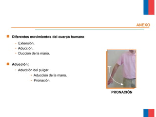 Diferentes movimientos del cuerpo humano
• Extensión.
• Aducción.
• Ducción de la mano.
ANEXO
PRONACIÓN
Módulo Ergonomía Básica
• Aducción del pulgar.
• Aducción de la mano.
• Pronación.
Aducción:
 