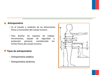 • Es el estudio y medición de las dimensiones
físicas y funcionales del cuerpo humano.
• Para diseñar los espacios de trabajo,
herramientas, equipo de seguridad y
protección personal, considerando los
límites físicos del cuerpo humano.
Antropometría
• Antropometría estática
• Antropometría dinámica
Tipos de antropometría
Módulo Ergonomía Básica
 