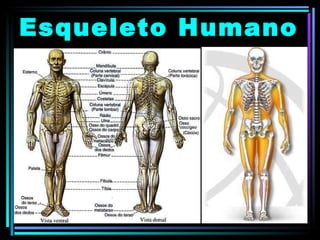 Esqueleto Humano 