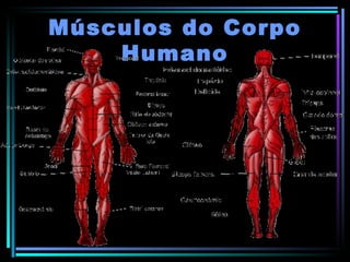 Músculos do Corpo Humano 