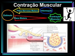 Contração Muscular Estímulo Fibra Nervosa Motora Placa Motora Contração Muscular Informação 