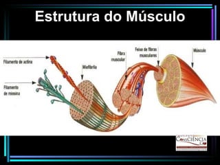 Estrutura do Músculo 