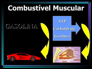 Combustível Muscular GASOLINA ATP Carboidrato Gordura 
