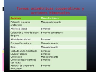 Tareas asimétricas cooperativas y
acciones bimanuales
Anestesia

Mano dominante

Palpación o reparos
anatómicos

Mano no dominante

Anestesia tópica

Bimanual

Colocación y retiro del dique
de goma

Bimanual cooperativa

Aislamiento relativo

Bimanual

Preparación cavitaria

Mano dominante

Bases

Mano dominante

Grabado acido, hidratación
Lavado y secado
Obturación
Obturaciones preventivas
con resina
Accionar de lampara de
fotocurado

Bimanual
Bimanual
Mano dominante
Bimanual
Bimanual

 