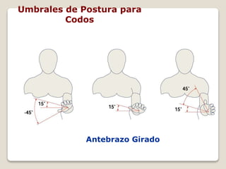 Posturas
Antebrazo Girado
Umbrales de Postura para
Codos
 