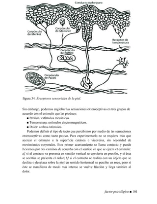 figura 34. Receptores sensoriales de la piel.
Sin embargo, podemos englobar las sensaciones exteroceptivas en tres grupos de
acuerdo con el estímulo que las produce:
■ Presión: estímulos mecánicos.
■ Temperatura: estímulos electromagnéticos.
■ Dolor: ambos estímulos.
Podemos definir el tipo de tacto que percibimos por medio de las sensaciones
exteroceptivas como tacto pasivo. Para experimentarlo no se requiere más que
acercar el estímulo a la superficie cutánea o viceversa, sin necesidad de
movimientos corporales. Este primer acercamiento se llama contacto y puede
llevarnos por dos caminos de acuerdo con el sentido en que se ejerza el estímulo:
a] si el contacto se presenta en sentido vertical se convierte en presión, y si ésta
se acentúa se presenta el dolor; b] si el contacto se realiza con un objeto que se
desliza o desplaza sobre la piel en sentido horizontal se percibe un roce, pero si
éste se manifiesta de modo más intenso se vuelve fricción y llega también al
dolor.
factor psicológico ■ 101
 