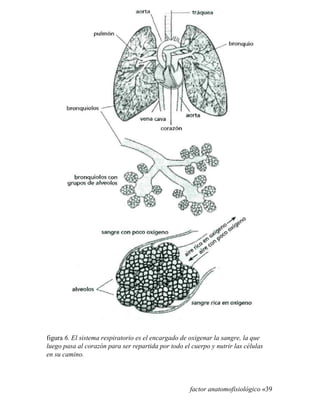 figura 6. El sistema respiratorio es el encargado de oxigenar la sangre, la que
luego pasa al corazón para ser repartida por todo el cuerpo y nutrir las células
en su camino.
factor anatomofisiológico «39
 